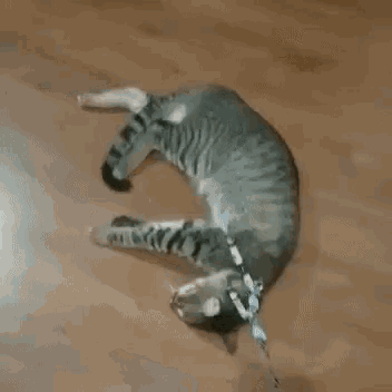 Sleeping Cat Cat GIF