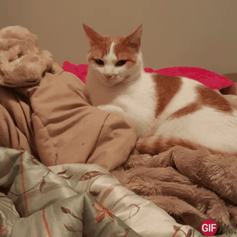 Cat Mad GIF - Cat Mad Stink GIFs