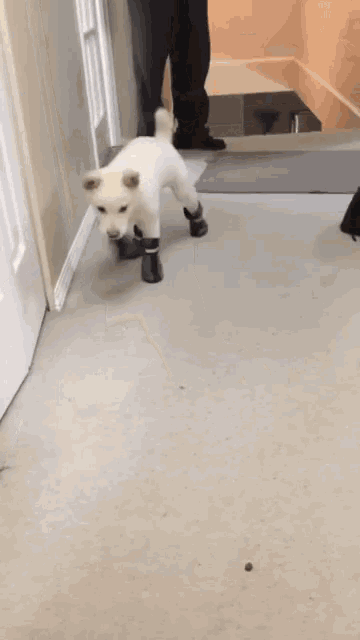 a white dog wearing a pair of black shoes
