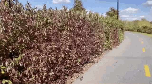 a road with a yellow line on it and a bush on the side of it