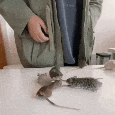 a person in a green jacket is standing next to a table with mice on it .
