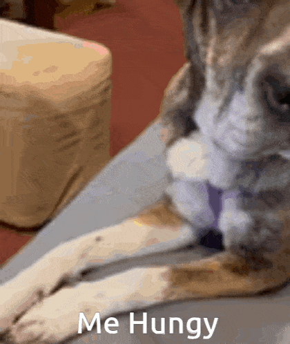 a close up of a dog laying down with the words me hungry written below it