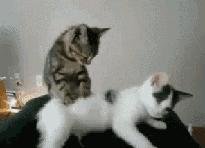 two cats playing with each other on a bed .
