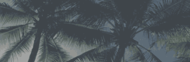 a blurred image of palm trees with the word rofaqha on the bottom