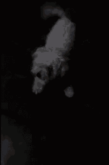 a white dog is laying on the floor in the dark .