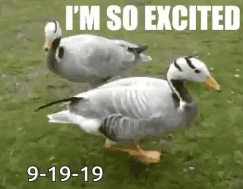 Dancing Ducks GIF - Dancing Ducks Im So Excited GIFs