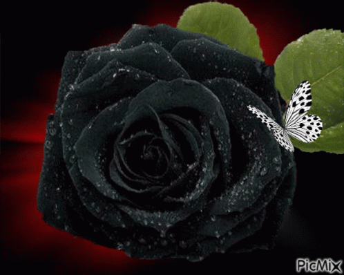 Black Rose Butterfly GIF - Black Rose Butterfly Wings Fluttering GIFs