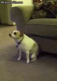 Dog Dancing GIF - Dog Dancing GIFs