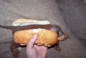 a dachshund wearing a hot dog bun with mustard on it