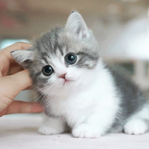 Kitty Cute Cat GIF - Kitty Cute Cat GIFs