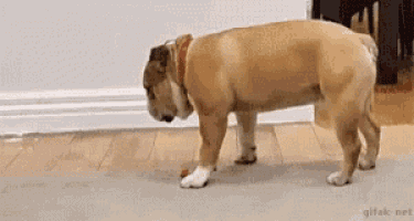 a bulldog is standing on a wooden floor sniffing a toy .