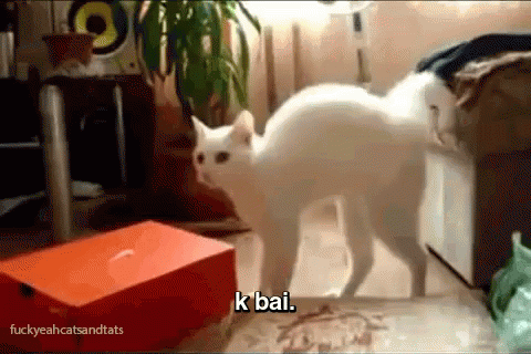 Scared Kitty. GIF - Cat Frightened Scared GIFs