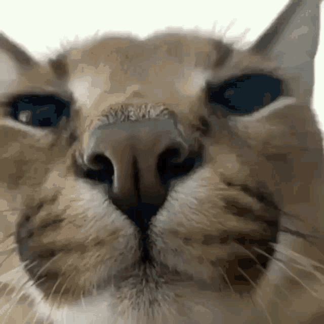 a close up of a cat 's face with a white background .
