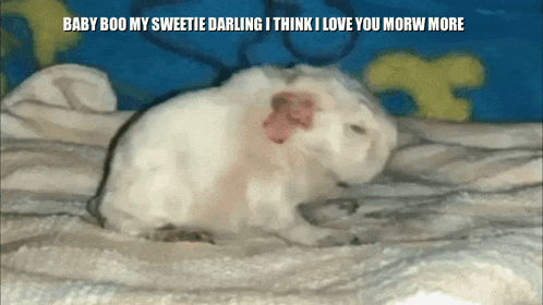 a picture of a guinea pig with the words baby boo my sweetie darling i think i love you morw more below it