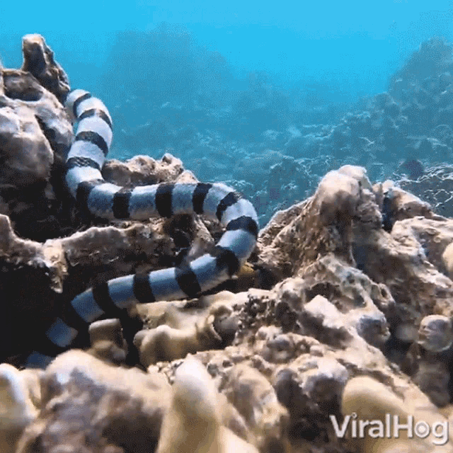 Sea Krait Viralhog GIF - Sea Krait Viralhog Undersea GIFs