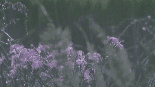 a field of purple flowers with rain drops on them