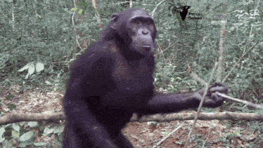 a picture of a chimpanzee holding a stick with the words perez sabon written on the bottom