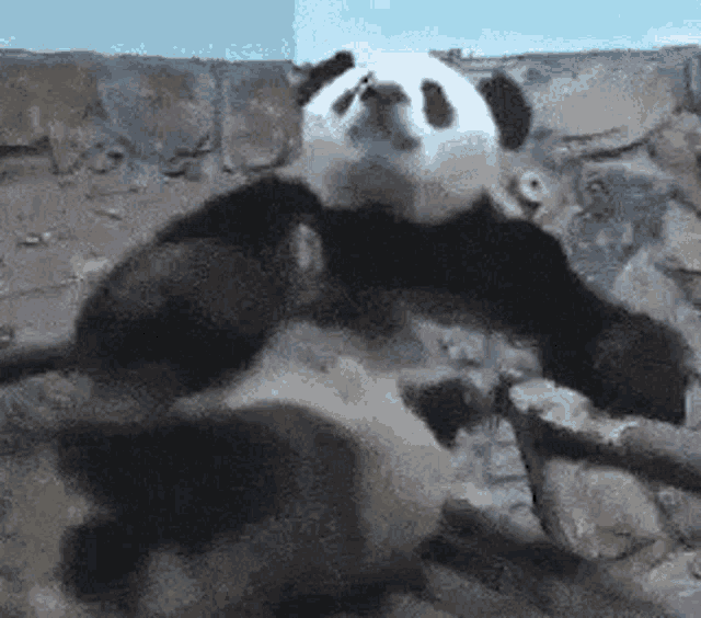 Panda Yawning GIF - Panda Yawning GIFs