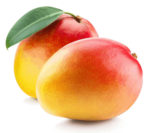 two ripe mangoes with green leaves on them on a white background