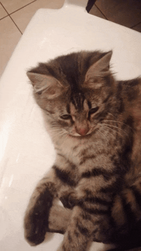 Soso Cat GIF - Soso Cat Cutie GIFs