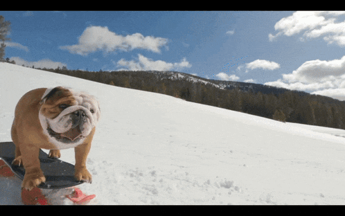 a bulldog on a snowboard in the snow