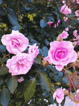 a bunch of pink roses with green leaves