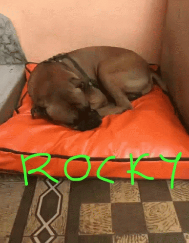Rocky Peje GIF - Rocky Peje Boxer GIFs