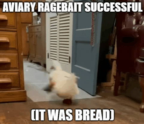 a picture of a bird with a caption that says aviary ragebait successful ( it was bread )