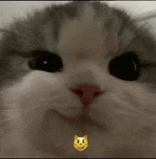 a close up of a cat 's face with a smiley face on it .