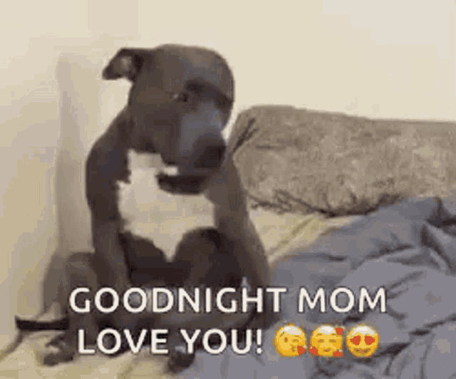 a dog is sitting on a bed with the words `` goodnight mom love you '' written above it .