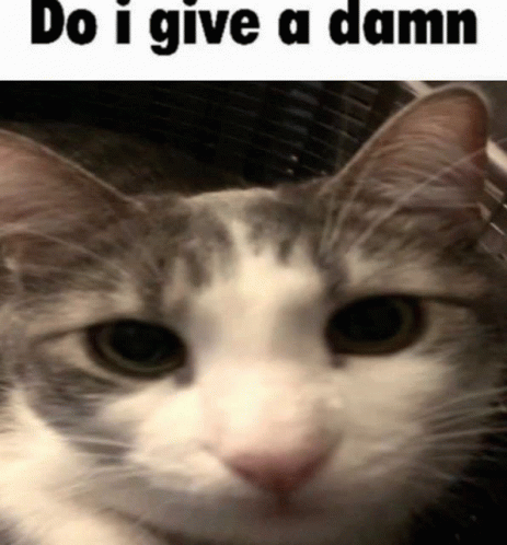 Cat Dont Care GIF - Cat Dont Care GIFs