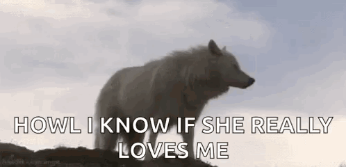 Wolf Wolves GIF - Wolf Wolves Wilderness GIFs