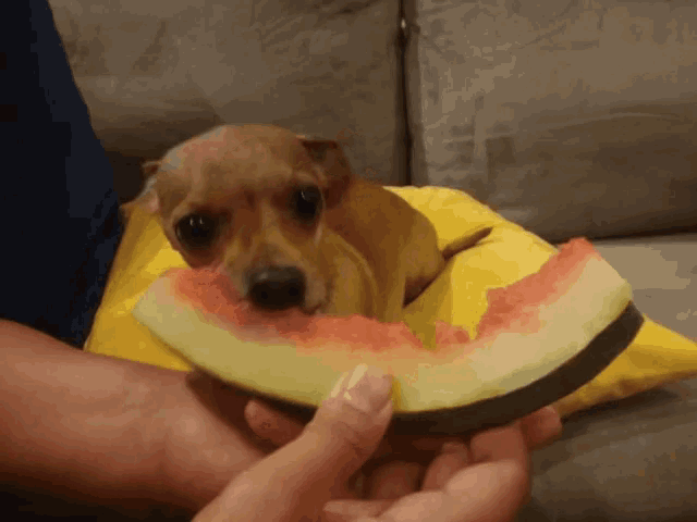 a small dog chews on a slice of watermelon