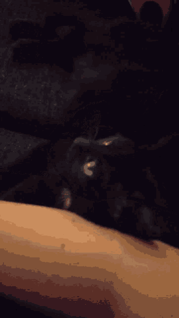 a black cat laying on someone 's arm looking at the camera