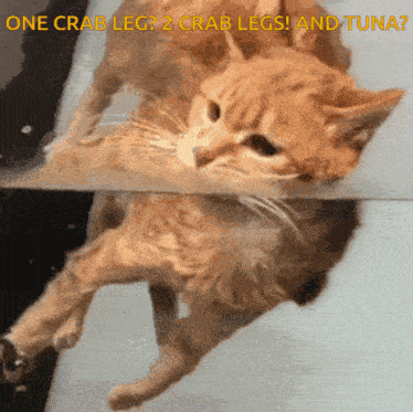 a cat is swimming in the water with the words one crab leg 2 crab legs and tuna below it