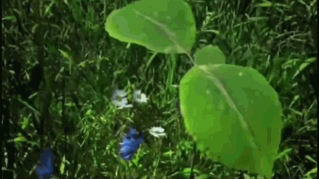 a close up of a green leaf on a plant in the grass .