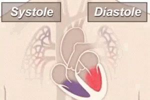 Diastole Sistole GIF - Diastole Sistole Corazon GIFs