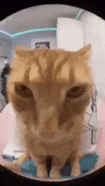 Cat Buh GIF - Cat Buh Juh GIFs