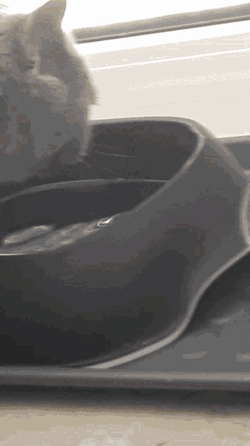 a gray cat is eating from a black bowl