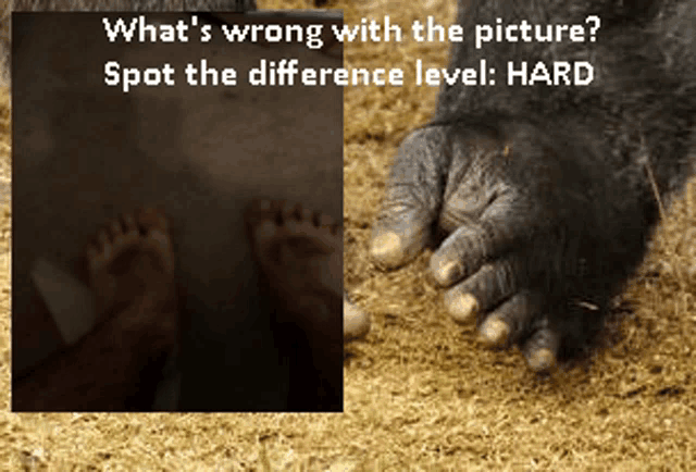 a picture of a gorilla 's hand with the words " what 's wrong with the picture spot the difference level hard "