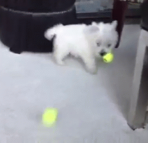 Happy Tribble GIF - Dog Puppy Ball GIFs