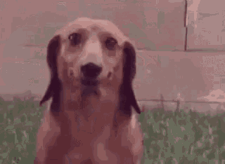 a close up of a dachshund looking at the camera with a blurred background .