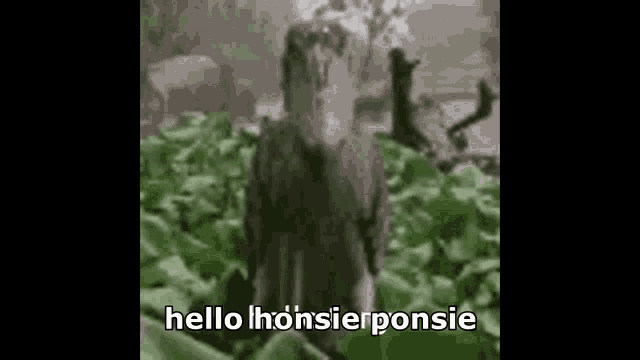 Hello Honsie Ponsie GIF - Hello Honsie Ponsie GIFs