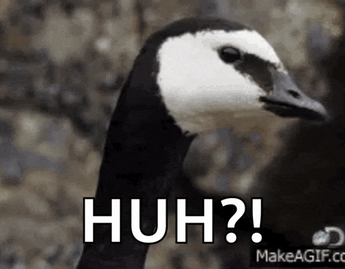 a black and white goose is making a funny face with the words huh ?