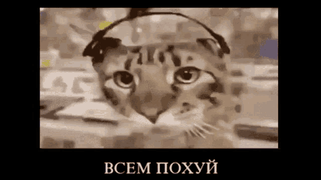 Kotкот Cat GIF - Kotкот Cat Headphones GIFs