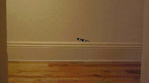 The Chillest Cat GIF - Cat Deal With It GIFs