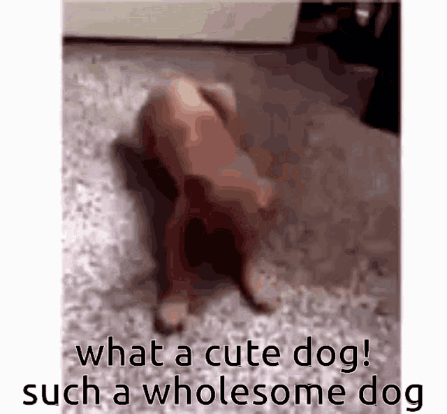 Dog Sitting Dog GIF