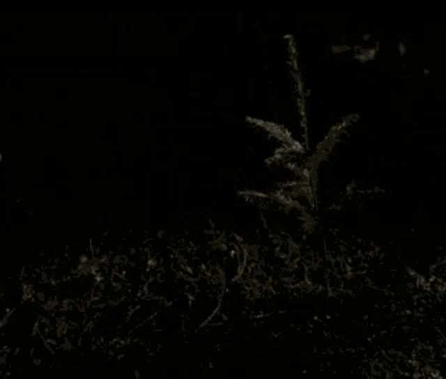 a person 's hand is reaching out towards a small tree in the dark
