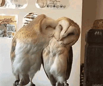 two owls are standing next to each other in front of a wall that has a sign that says feeding