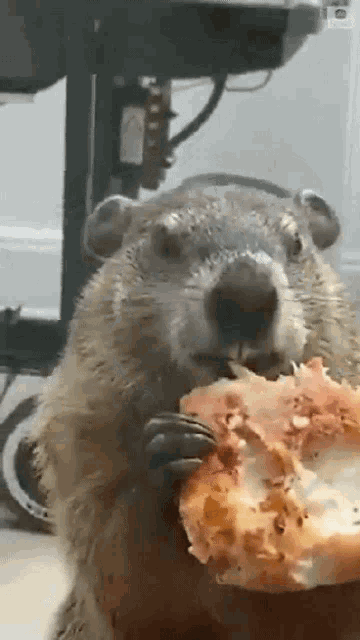 a groundhog is eating a slice of pizza .